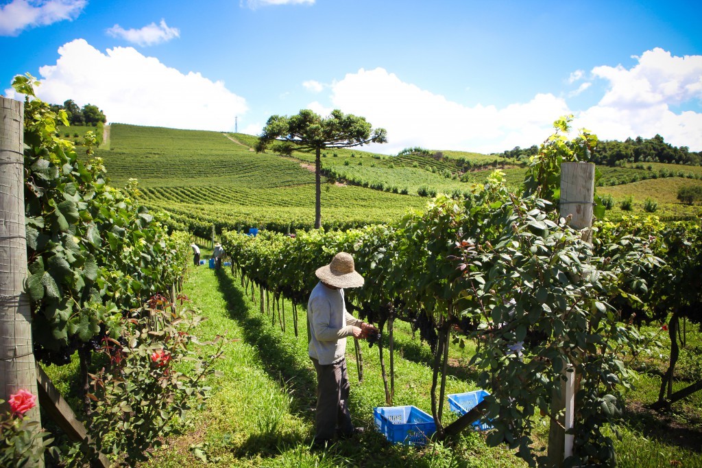 Im „vale dos vinhedos“ sind die Winter kalt (mit etlichen Tagen Frost) und die Sommer heiß: „Regnet es während der Erntezeit, dann schaffen wir es nicht Top-Weine zu produzieren“.
