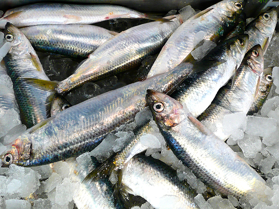 Hering Ahoi Dinnerscout