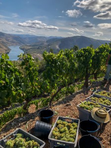 Weinerlebnis am Douro in Portugal